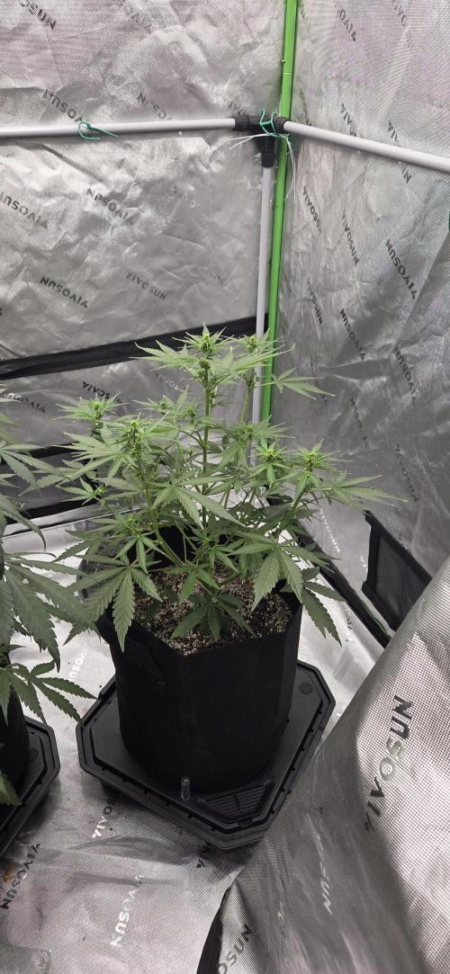 First Polline Project. Week 8 - Gelato 41 Auto BX 