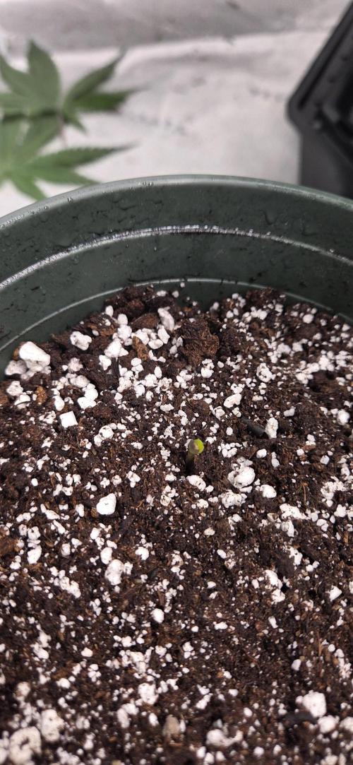 Nyc Diesel for Pollen, Selfie, Breeding. Week 0 - She's going fast