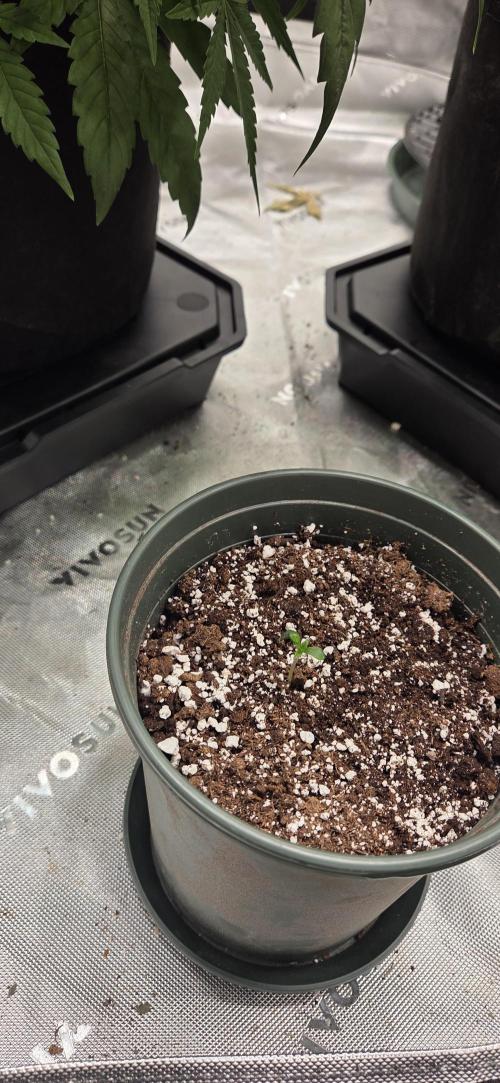 NYC Diesel. Week 0