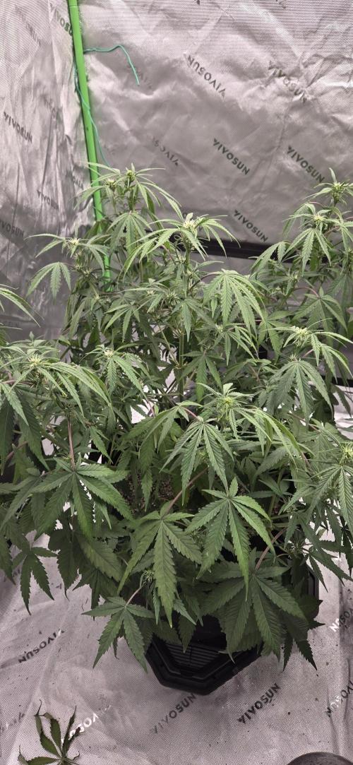 First Polline Project. Week 9 - Blueberry Auto 