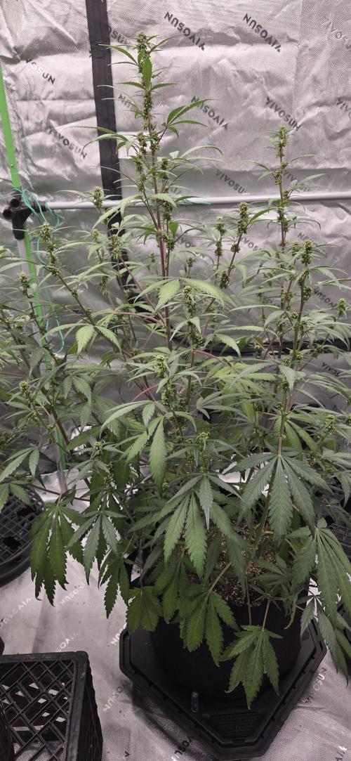 First Polline Project. Week 9 - Frostbanger Auto f4 