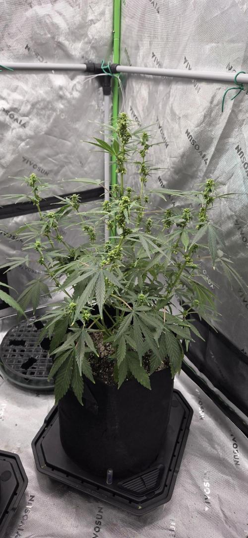 First Polline Project. Week 10 - Gelato 41 Auto BX 