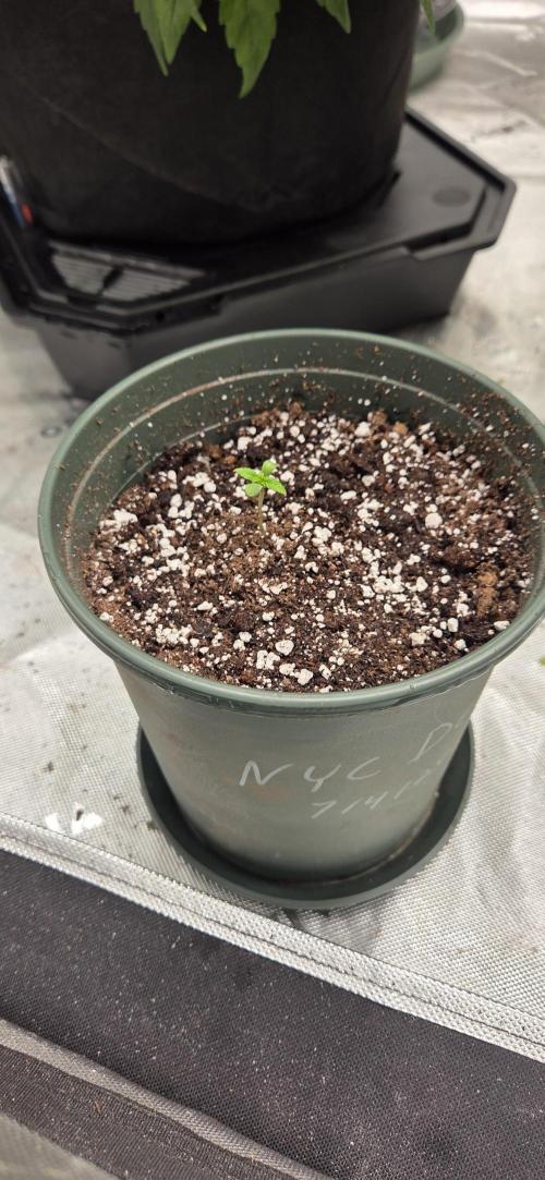 NYC Diesel. Week 1