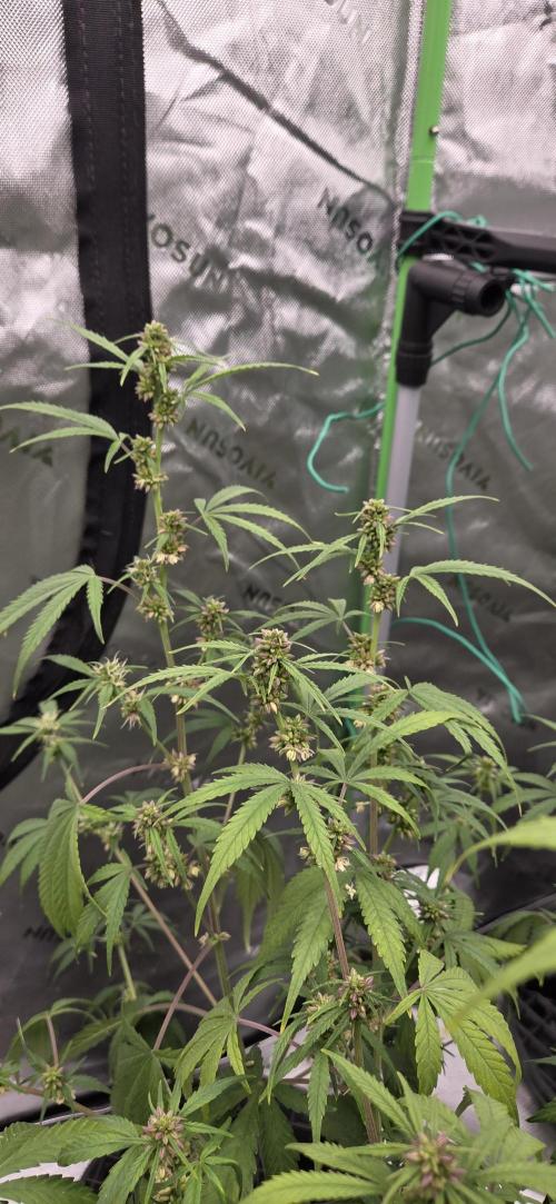 First Polline Project. Week 10