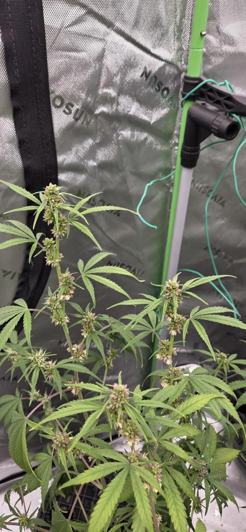 First Polline Project. Week 10