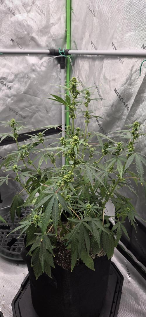 First Polline Project. Week 10