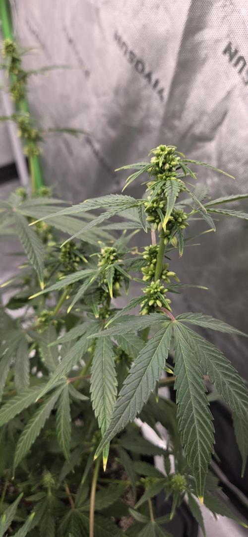 First Polline Project. Week 10