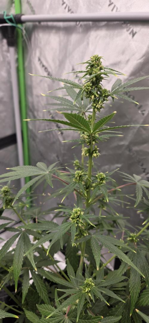 First Polline Project. Week 10