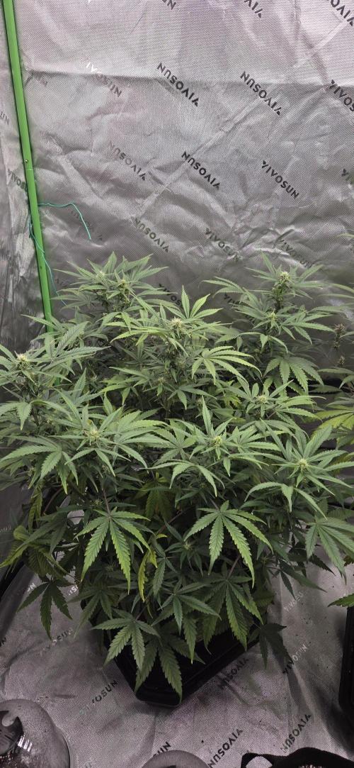 First Polline Project. Week 10 - Blueberry Auto 