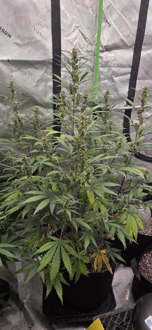 First Polline Project. Week 10 - Frostbanger Auto f4 
