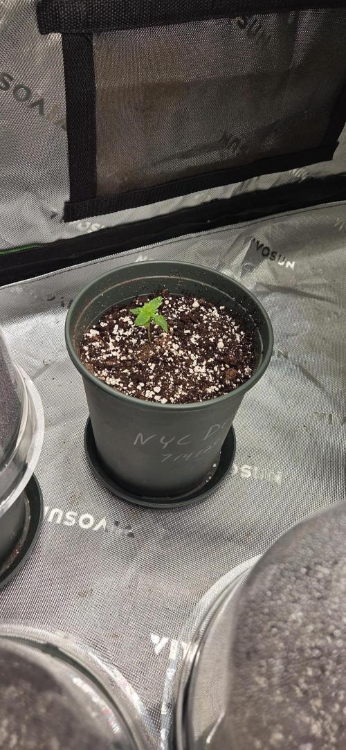 Nyc Diesel for Pollen, Selfie, Breeding. Week 2