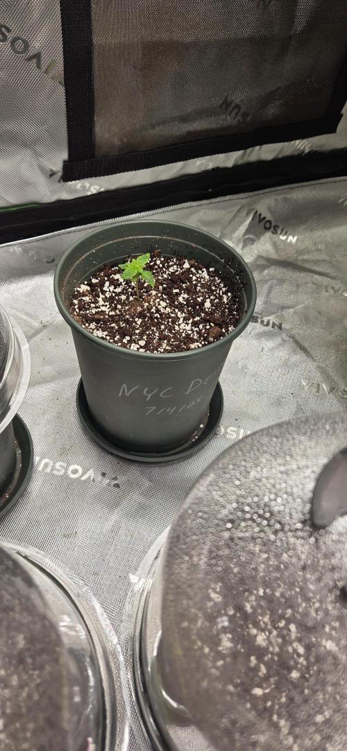 Nyc Diesel for Pollen, Selfie, Breeding. Week 2