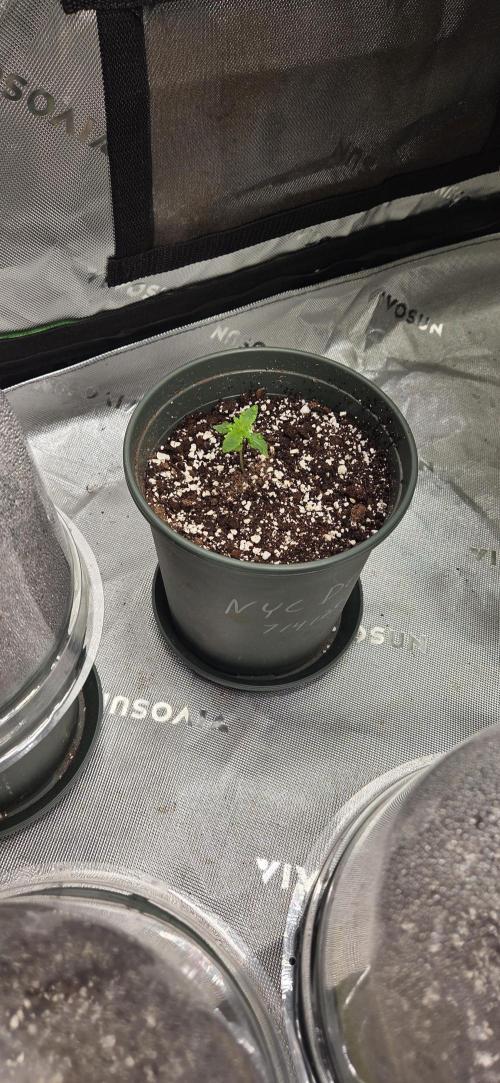Nyc Diesel for Pollen, Selfie, Breeding. Week 2