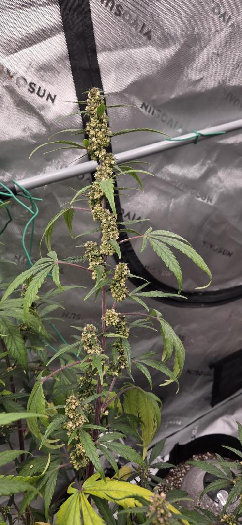First Polline Project. Week 11