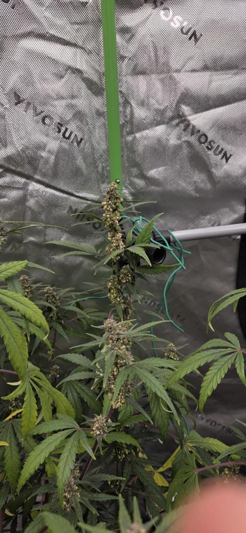 First Polline Project. Week 11