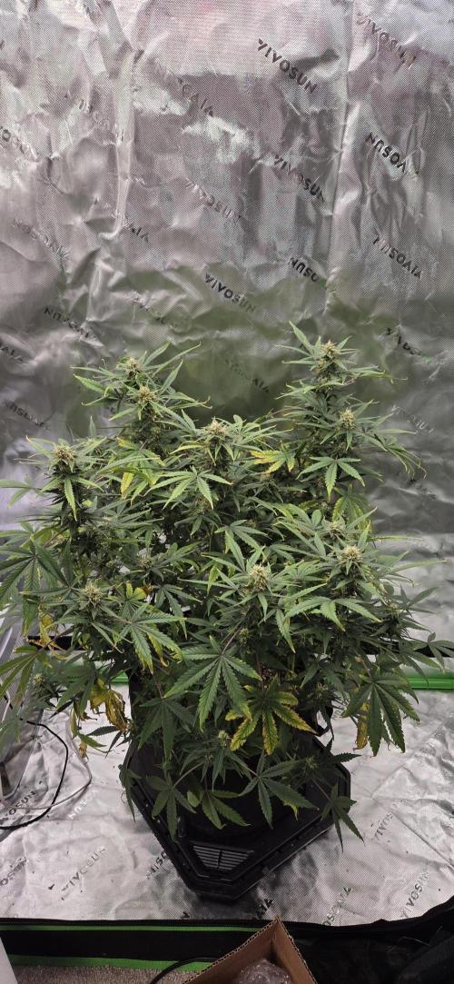 First Polline Project. Week 11 - Blueberry Auto 
