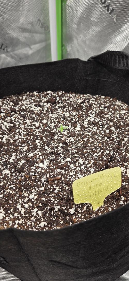 First Pollen Project Part 2 The Mothers. Week 0 - Blueberry Auto #1