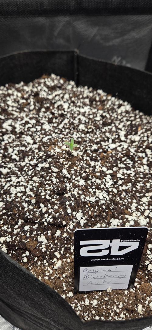First Pollen Project Part 2 The Mothers. Week 0 - Blueberry Auto #2