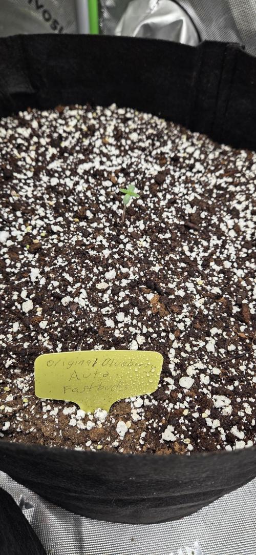 First Pollen Project Part 2 The Mothers. Week 0 - Blueberry Auto #3