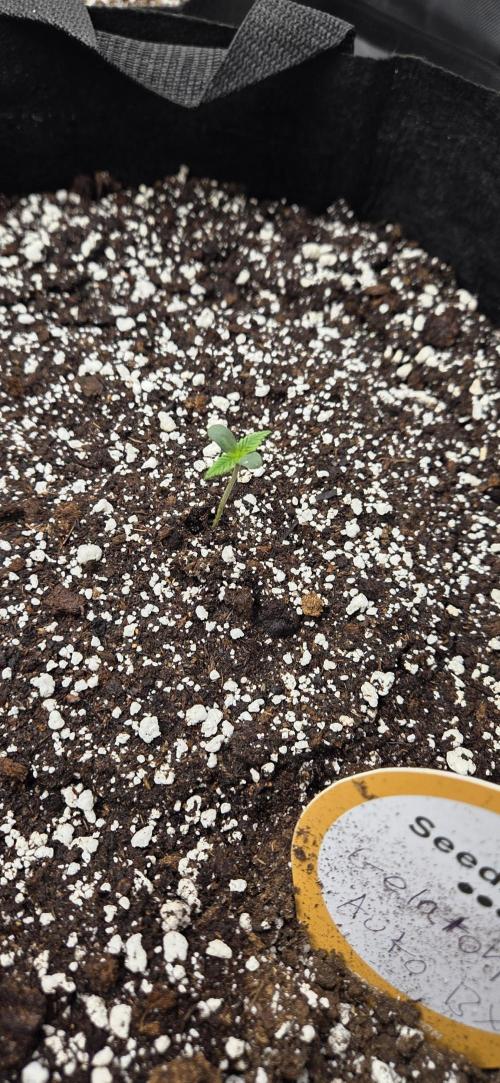 First Pollen Project Part 2 The Mothers. Week 0 - Gelato 41 Auto BX 