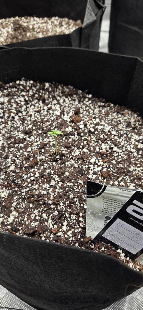 First Pollen Project Part 2 The Mothers. Week 0 - Frostbanger Auto f4 