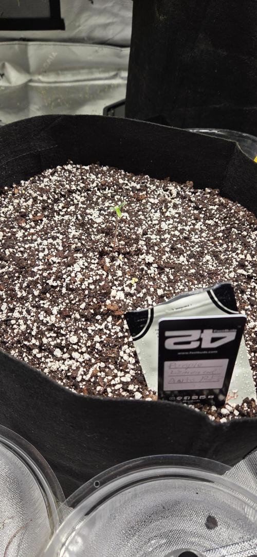 First Pollen Project Part 2 The Mothers. Week 0 - Purple lemonade Auto rf3