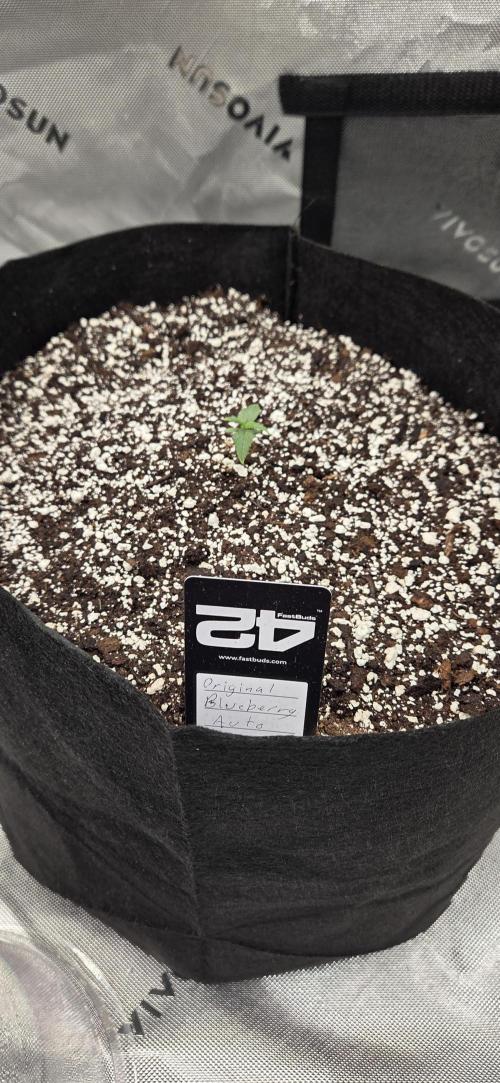 First Pollen Project Part 2 The Mothers. Week 1 - Blueberry Auto #2