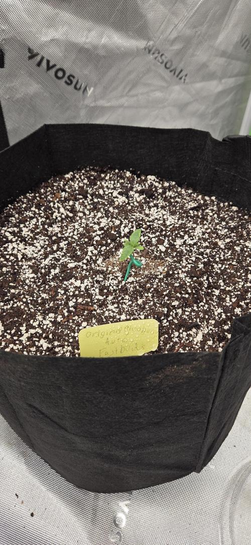 First Pollen Project Part 2 The Mothers. Week 1 - Blueberry Auto #3