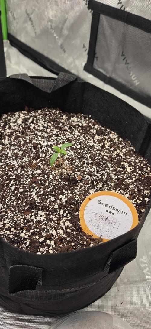 First Pollen Project Part 2 The Mothers. Week 1 - Gelato 41 Auto BX 