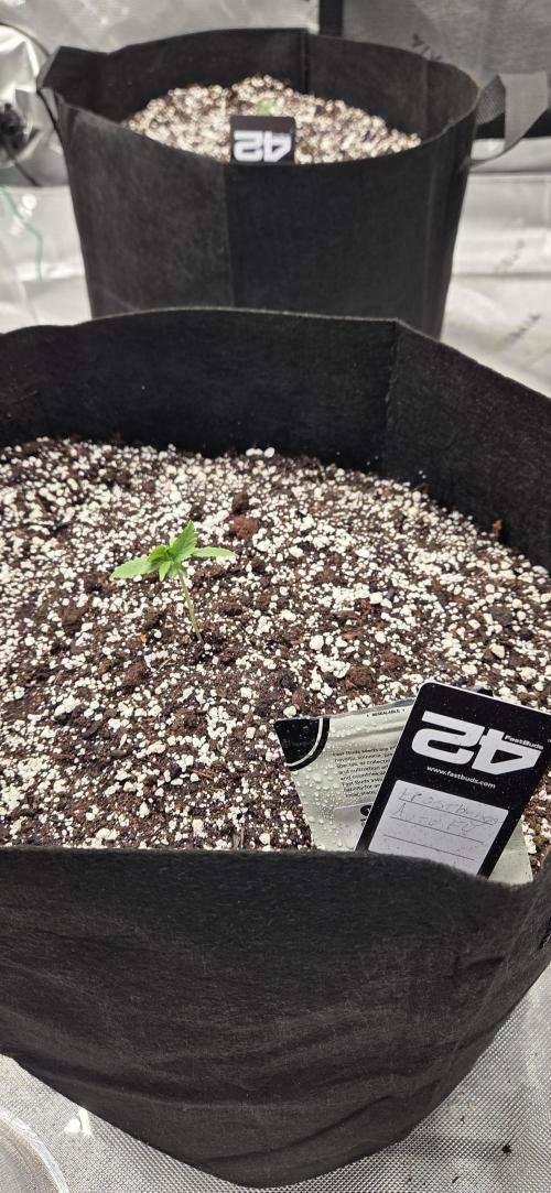 First Pollen Project Part 2 The Mothers. Week 1 - Frostbanger Auto f4 
