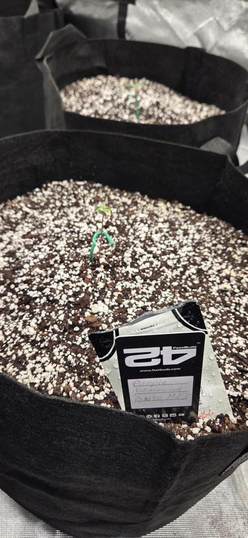 First Pollen Project Part 2 The Mothers. Week 1 - Purple lemonade Auto rf3 