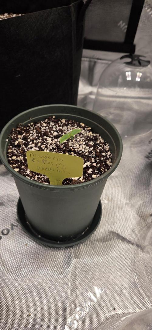 Mandarin Cookies V2. Week 1