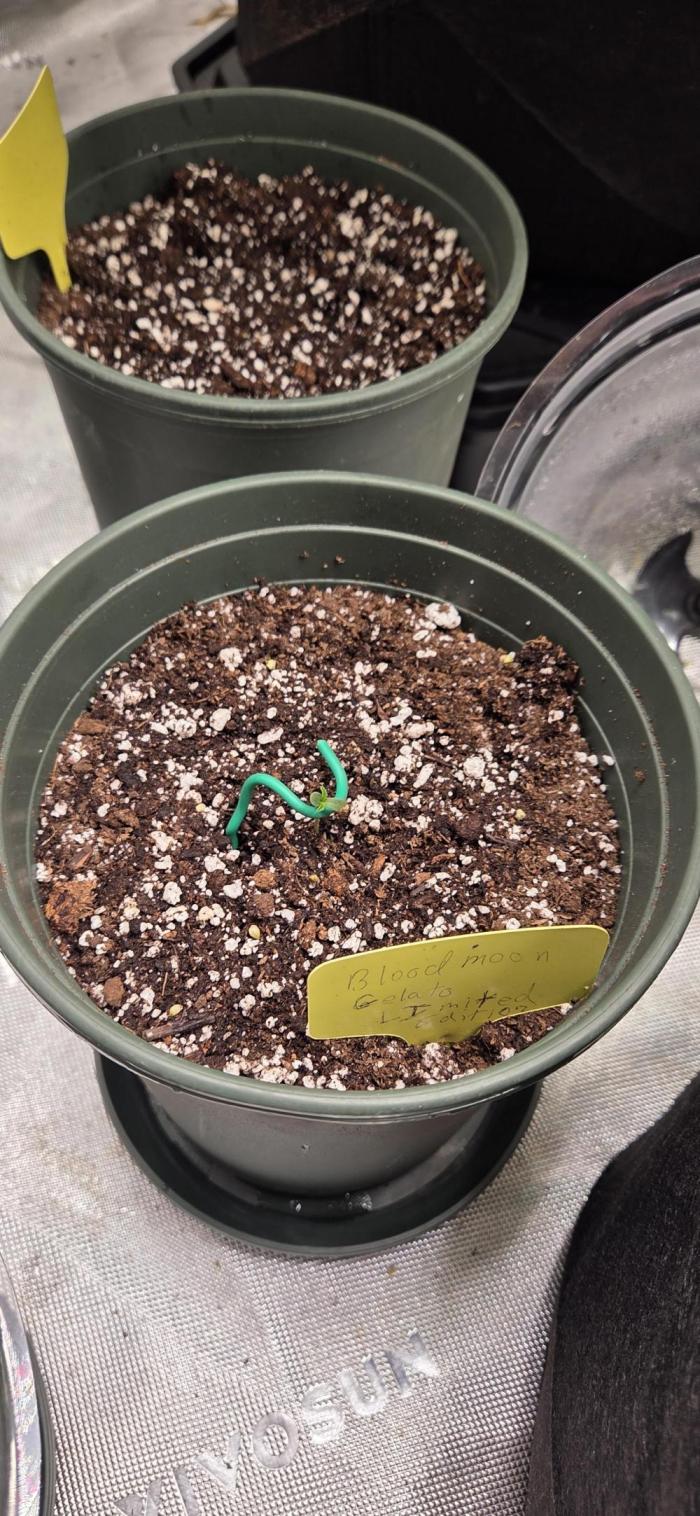 Bloodmoon Gelato Selfie and Smoke. Week 0