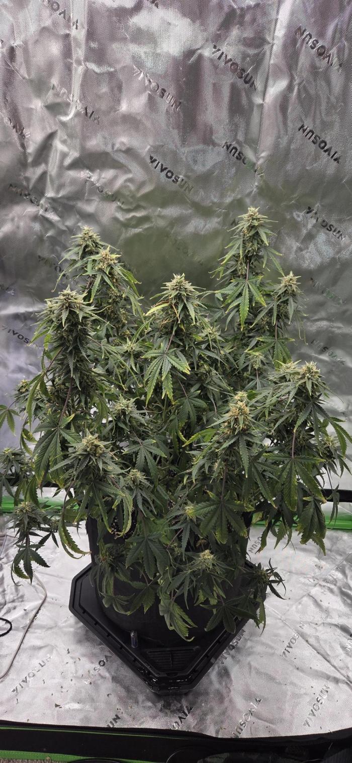 First Polline Project. Week 12 - Blueberry Auto 