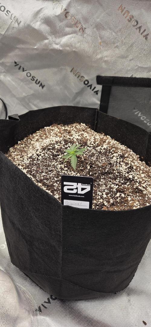 First Pollen Project Part 2 The Mothers. Week 2 - Blueberry Auto #2