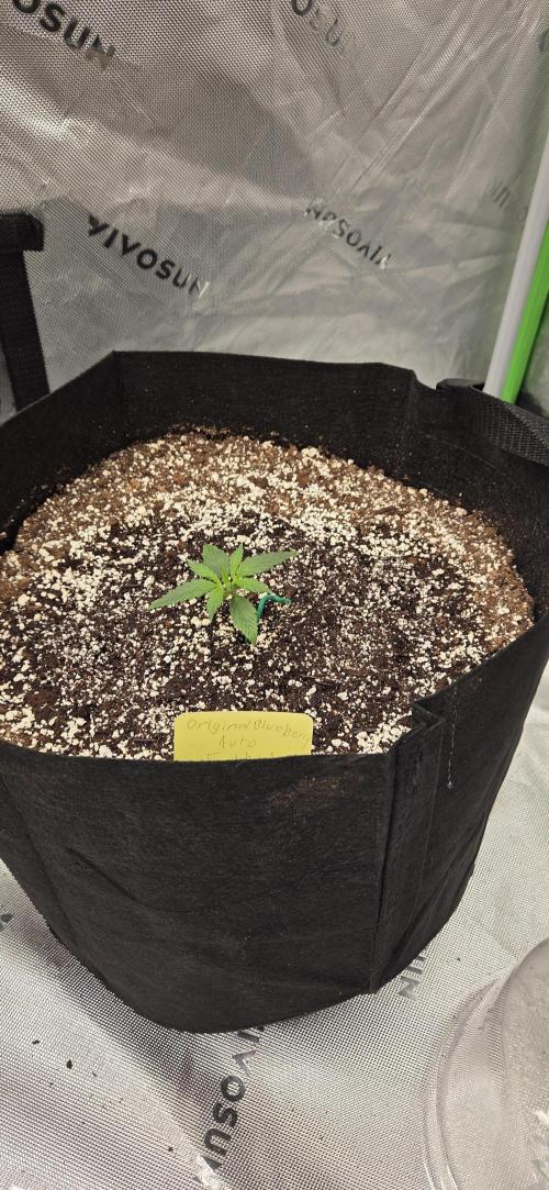 First Pollen Project Part 2 The Mothers. Week 2 - Blueberry Auto #3