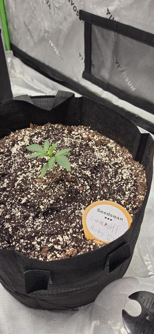 First Pollen Project Part 2 The Mothers. Week 2 - Gelato 41 Auto BX 