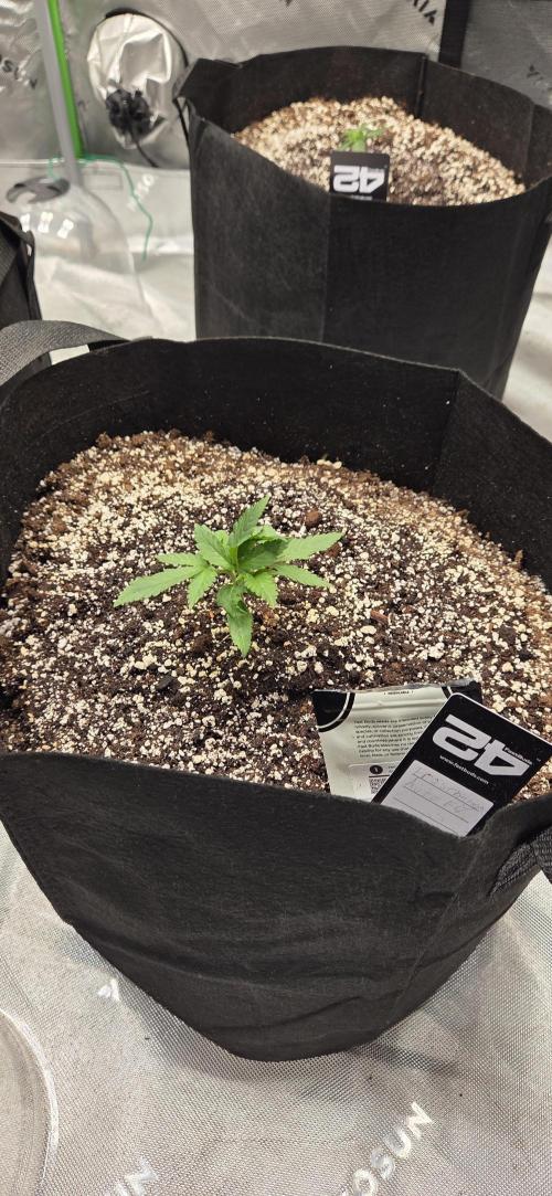 First Pollen Project Part 2 The Mothers. Week 2 - Frostbanger Auto f4 pic 1