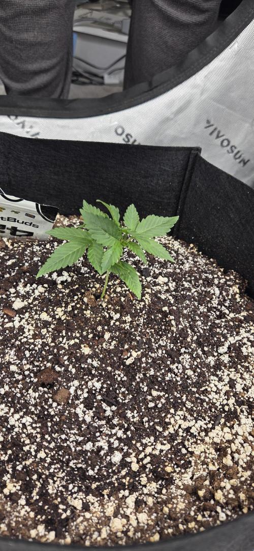 First Pollen Project Part 2 The Mothers. Week 2 - Frostbanger Auto f4 pic 2
