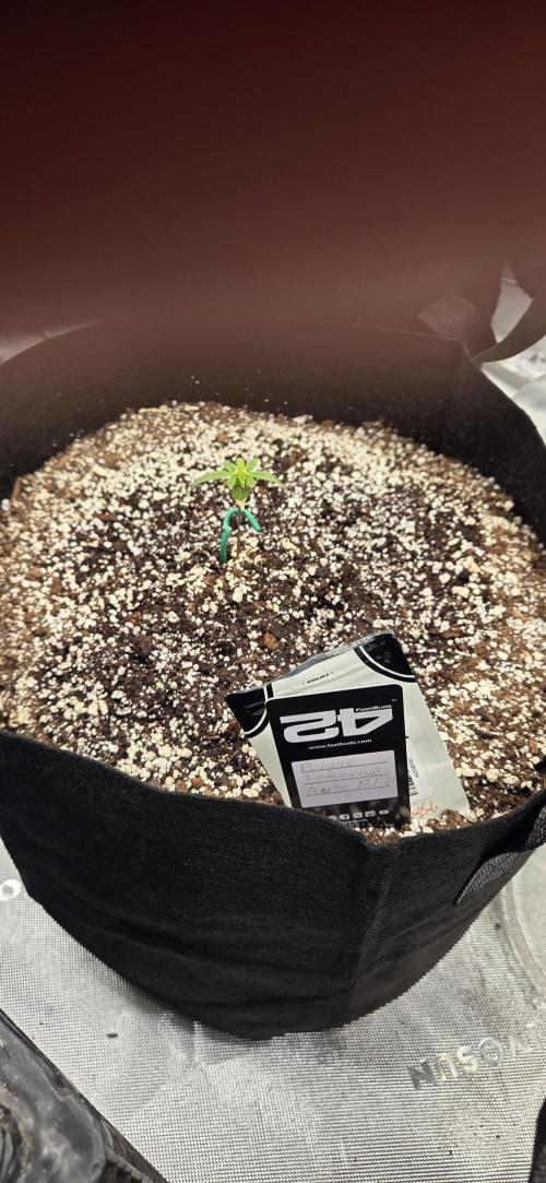 First Pollen Project Part 2 The Mothers. Week 2 - Purple lemonade Auto rf3 