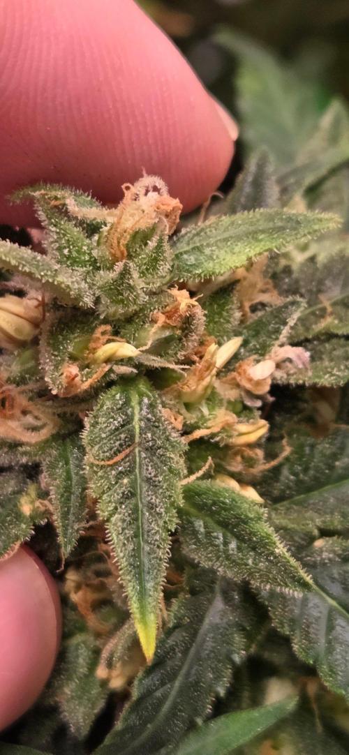 First Polline Project. Week 13