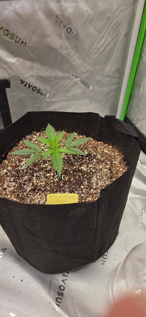 First Pollen Project Part 2 The Mothers. Week 3 - Blueberry Auto #3