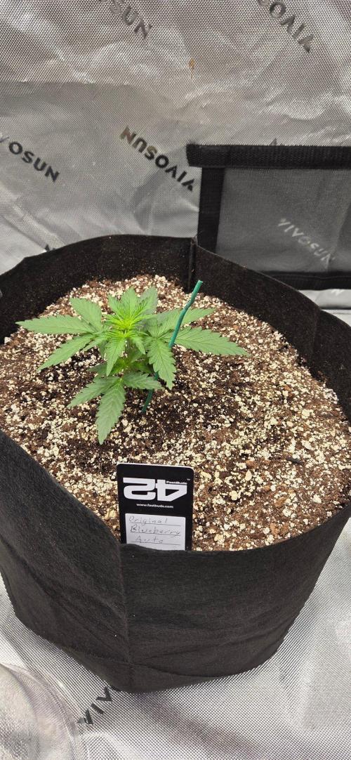 First Pollen Project Part 2 The Mothers. Week 3 - Blueberry Auto #2 