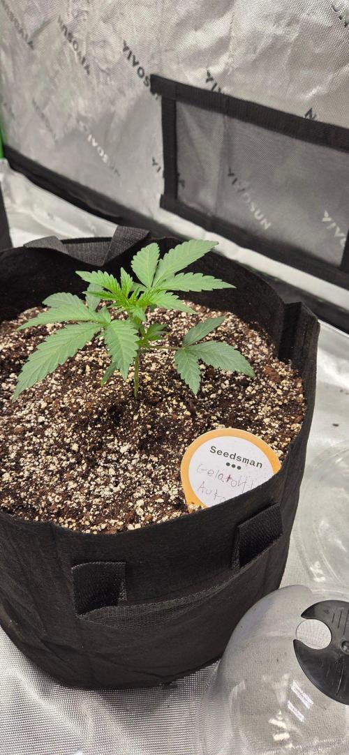 First Pollen Project Part 2 The Mothers. Week 3 - Gelato 41 Auto BX 