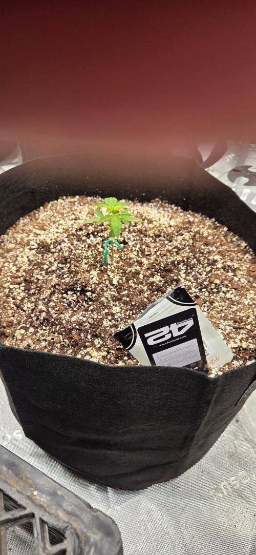 First Pollen Project Part 2 The Mothers. Week 3 - Purple lemonade Auto RF3 