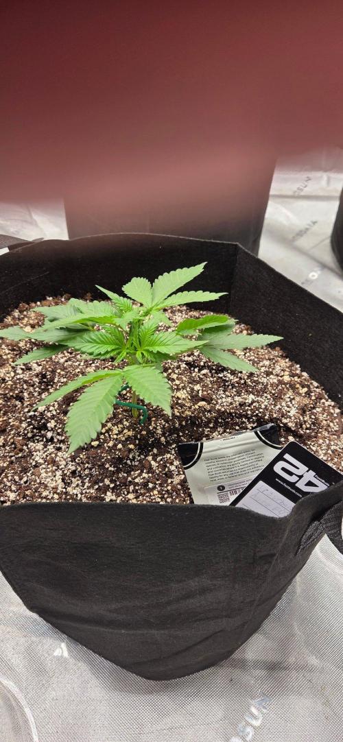 First Pollen Project Part 2 The Mothers. Week 3 - Frostbanger Auto f4 