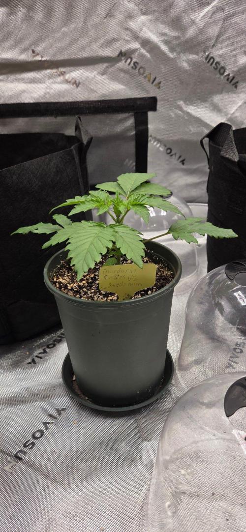 Mandarin Cookies V2. Week 3