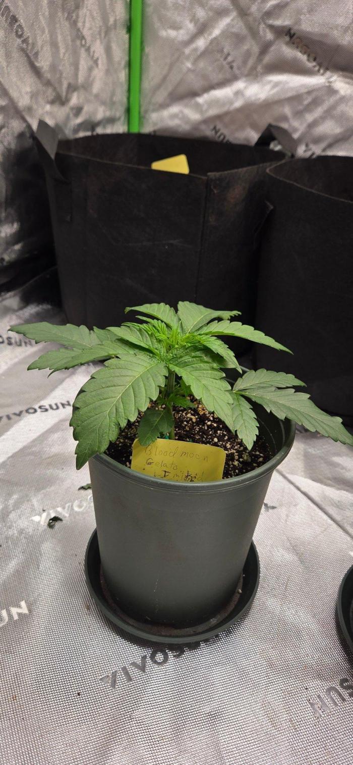 Bloodmoon Gelato Selfie and Smoke. Week 3