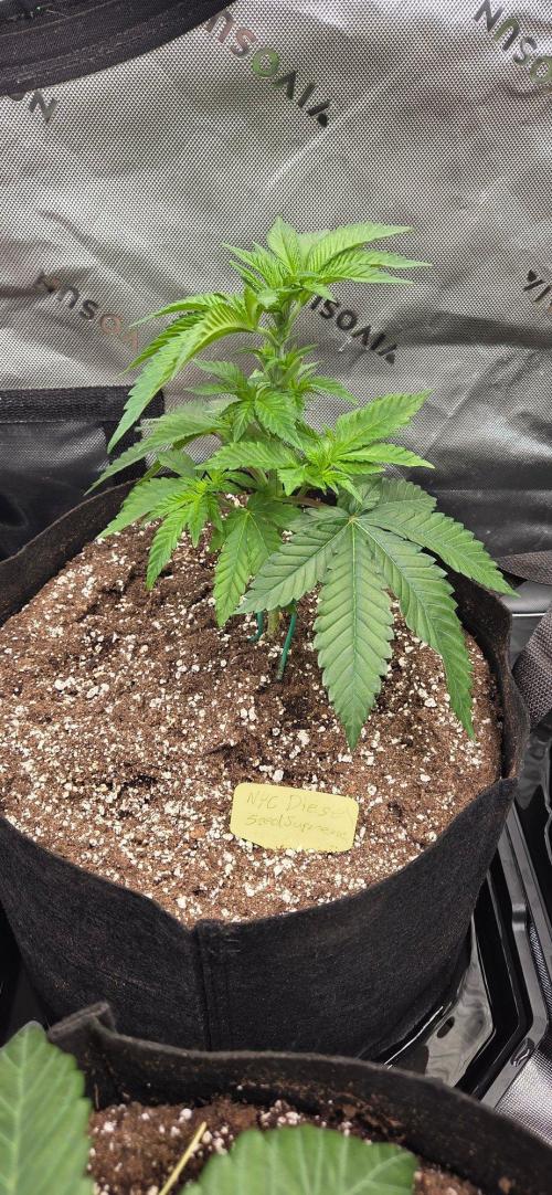 NYC Diesel. Week 6