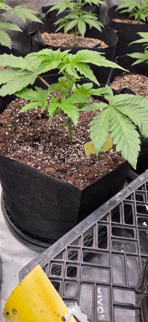 Mandarin Cookies V2. Week 4